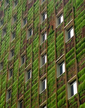 murs végétaux